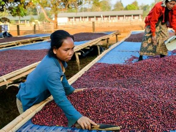 Chiesi (con un socio) investe nel caffè sostenibile: dallo Zambia a Parma con l’agricoltura rigenerativa