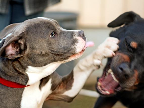 Cani aggressivi, patentino e «save list» per le razze problematiche: la Lombardia prova a scrivere le regole