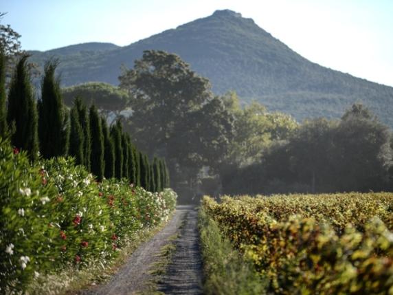 Vigneti in Toscana, prezzi alle stelle: fino a 1 milione di euro per un ettaro nel Bolgherese doc