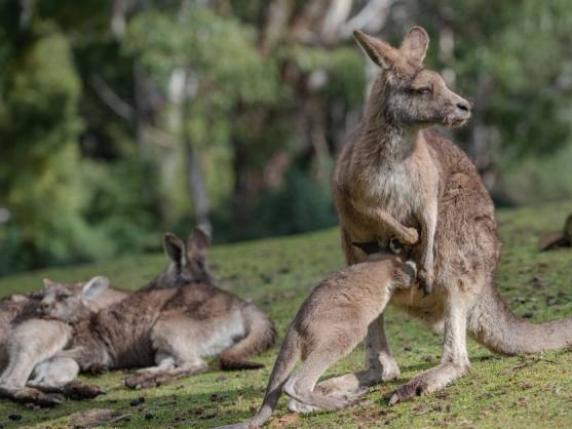 Stop all'import di pelle di canguro in Italia: l'appello di una delegazione di indigeni australiani