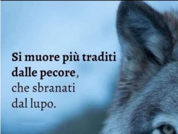 Liguria, Grillo contro i fedeli di Conte: «Si muore più traditi dalle pecore che sbranati dai lupi»