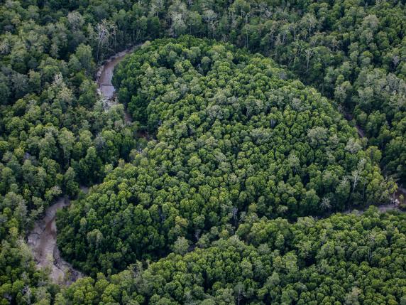 Giornata dedicata agli alberi, Greenpeace: «Ogni due secondi la deforestazione fa scomparire aree grandi come un campo da calcio»