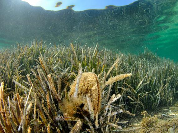 Nacchere di mare, una specie in via di estinzione: così il progetto «Life Pinna» le protegge