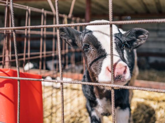 Etichetta cage free per i prodotti da animali allevati senza gabbie. Ma la maggioranza dice no