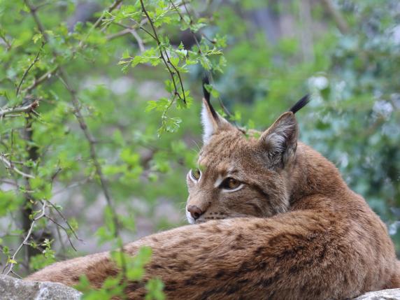 Al Parco Natura Viva è arrivata Elka, la lince dei Carpazi