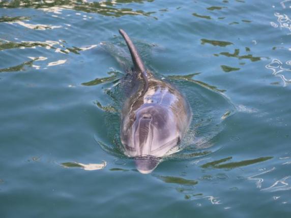 Anche i delfini parlano da soli? La storia di Delle, abbandonato a sud dell’isola danese di Funen