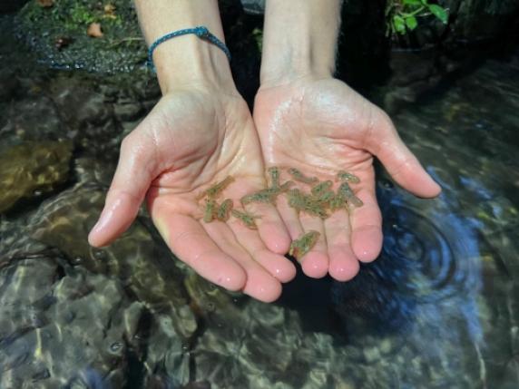 Concluso il ripopolamento del gambero di fiume italiano nei fiumi dell'Appennino