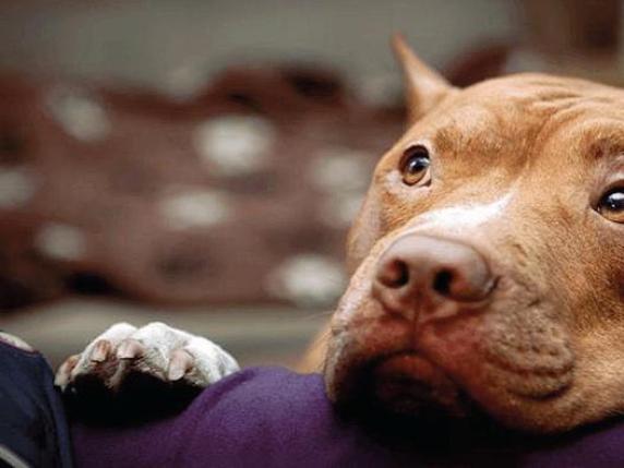 Attacco di un Pitbull al proprietario: la gestione del cane è la causa, non la razza