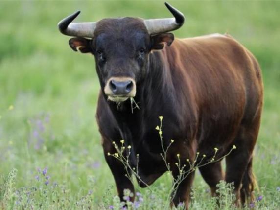 Taranto, muore dopo essere stato incornato da un toro. Dieci giorni fa un altro caso analogo
