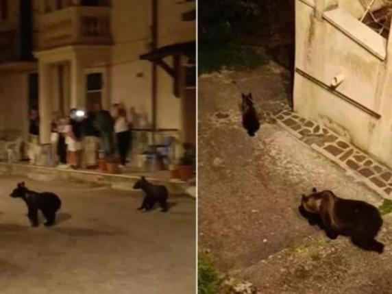 «Giustizia per Amarena»: il sit-in di animalisti e ambientalisti al processo del 23 dicembre