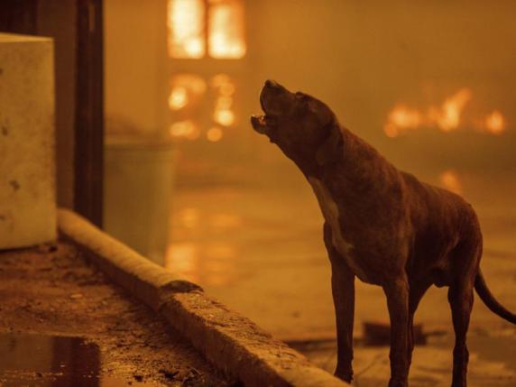 Annie, la veterinaria californiana che sta salvando gli animali dagli  incendi di Los Angeles | Corriere.it