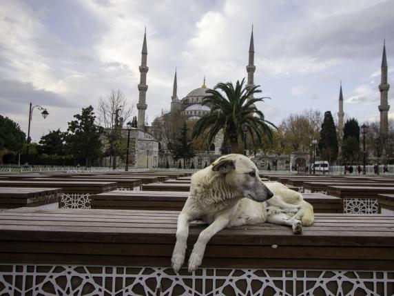 La Turchia e i 4 milioni di cani randagi. Si temono uccisioni di massa. Molti casi già segnalati: «Cadaveri nei bidoni dei rifiuti»