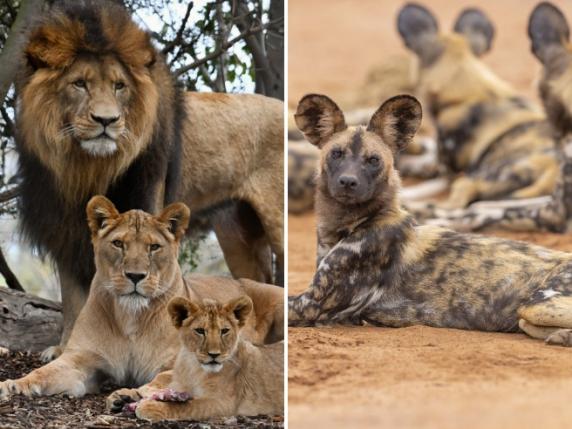 Le prede scarseggiano, in Africa leoni e licaoni a rischio. Pattuglie e recinzioni per scoraggiare i bracconieri