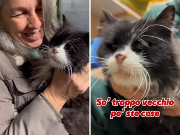 Il gatto Anselmo-Maduk ritrovato dopo 19 anni. Tutto merito di un video virale