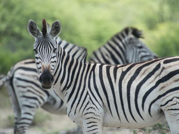 Giornata della zebra, dalle strisce uniche simili a impronte digitali alle tre specie esistenti (e minacciate): 6 curiosità