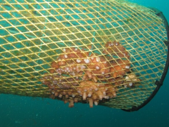 Wwf: «Gli attrezzi da pesca fantasma mettono a rischio le aree marine protette italiane»