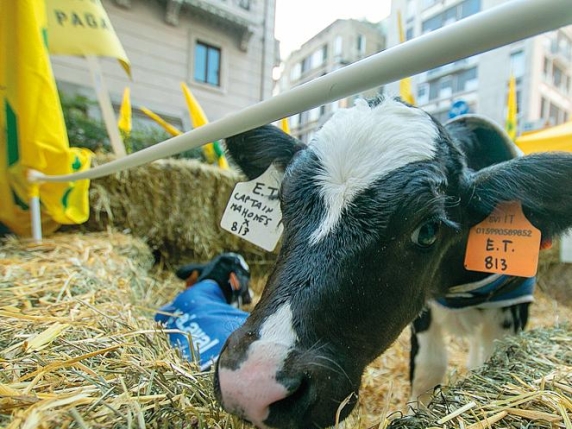 «No a Ogm e Mercosur L’agricoltura si difende solo con il made in Italy»