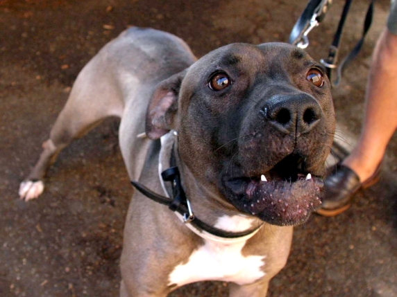 Moglie uccide pitbull che attacca marito, uomo ricoverato in ospedale