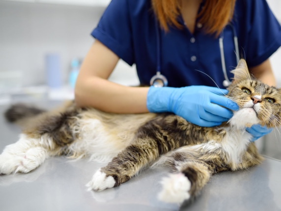 Peritonite infettiva felina, il governo spinge sul farmaco anti Covid che salva i gatti. «L'Aifa intervenga subito»