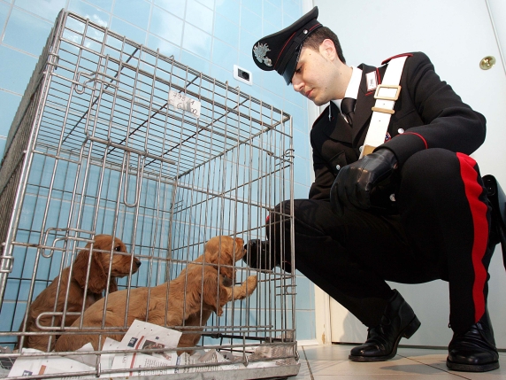 Daspo cinofilo per chi maltratta animali: una blacklist per individuare i potenziali autori di violenze