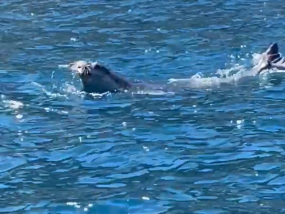Il viaggio della Foca monaca da Massa Lubrense a Capri e Ischia, gli esperti: «Segnalatela, senza disturbarla»