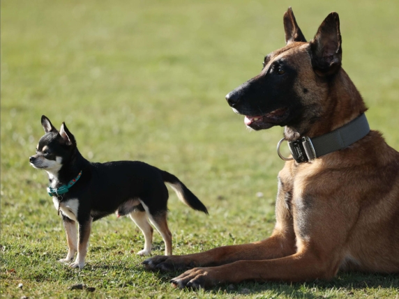 Perché i cani piccoli vivono di più di quelli grandi? Cosa bisogna sapere su razze e età