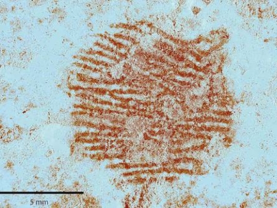 «Ecco l'impronta digitale più antica del mondo». Per scienziati e poliziotti spagnoli appartiene a un Neanderthal