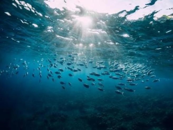 Protezione degli oceani: entra in vigore il Trattato sull’alto mare. Ma (per ora) manca la firma dell'Italia