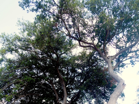 Dal Monte dei Diavoli al Bosco Cuturi tra lecci, ginestre e zafferano