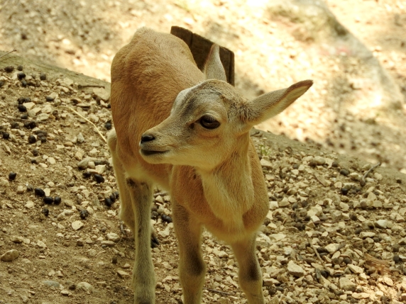 Urial, l'antenato della pecora a rischio estinzione: a Bussolengo nati due cuccioli