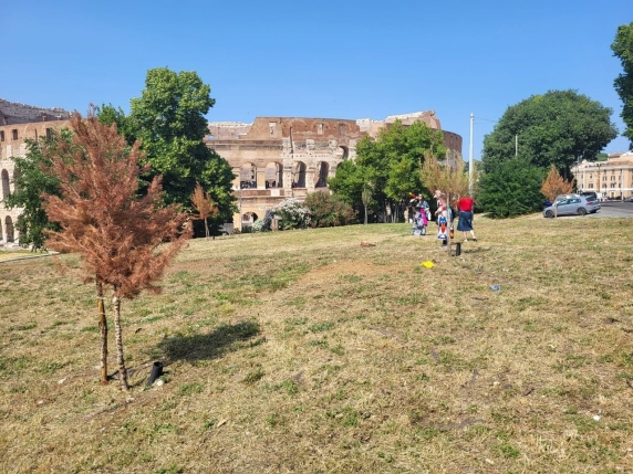 Caldo e afa, allarme alberi secchi in Centro e Prati, il I Municipio al Campidoglio: «È urgente l'irrigazione»