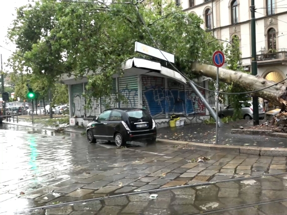 Un enorme albero sradicato dal vento 