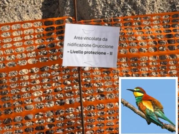 Gli uccelli nidificano nel cantiere e la galleria Tav si deve fermare (per proteggere il gruccione)