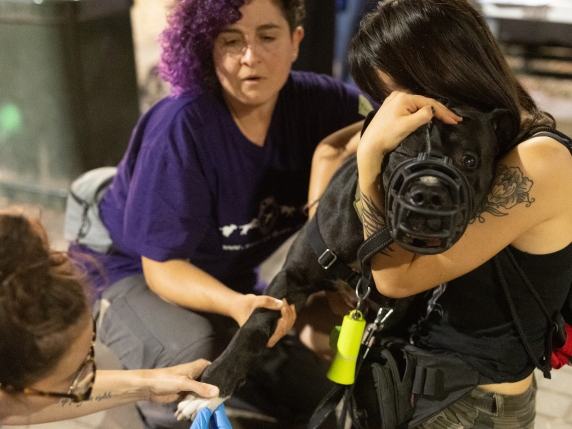 La vita in strada e quella a San Patrignano, la storia di Noemi e della sua cagnolina Dea curata in un parcheggio |  ​Una giornata con loro: video