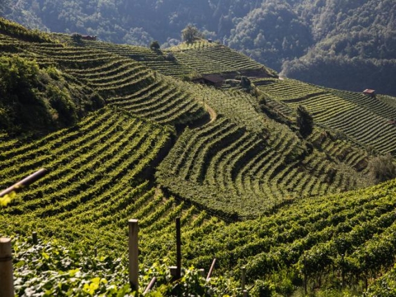 La classifica dei vigneti più cari d'Italia, in Trentino-Alto Adige un ettaro costa in media 343mila euro