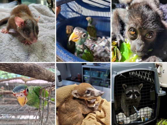 Scimmie, pappagalli e opossum tornano liberi in Guatemala: salvati da traffici internazionali e interazioni negative con noi
