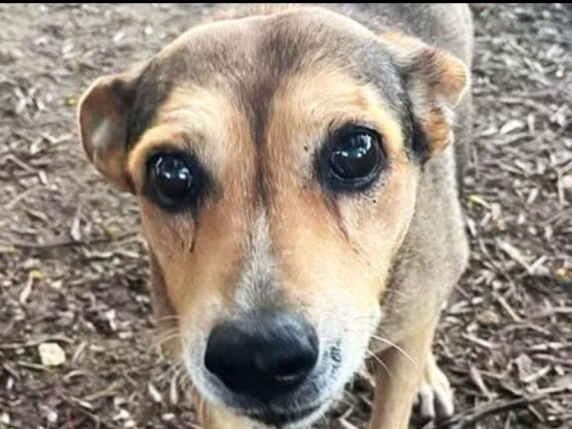 La cagnolina Timida legata sui binari e uccisa dal treno. Uomo confessa: «Ecco chi mi ha chiesto di farlo»Individuato chi sparò a Ted