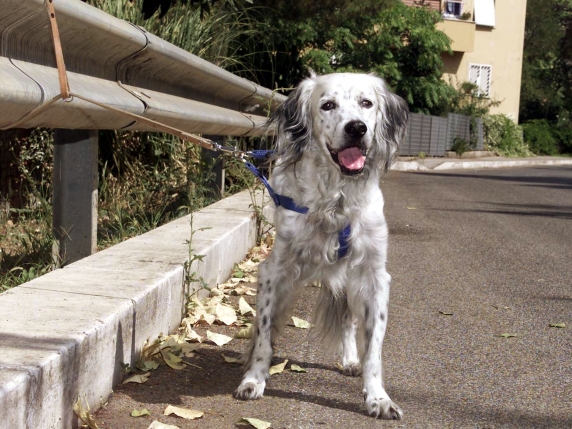 Cane legato al balcone cade e muore: proprietario condannato a risarcire associazione