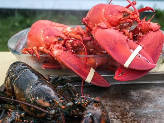 La lunga agonia di aragoste, astici e granchi: tenuti vivi, poi bolliti. Perché la sofferenza dei crostacei non ci indigna?