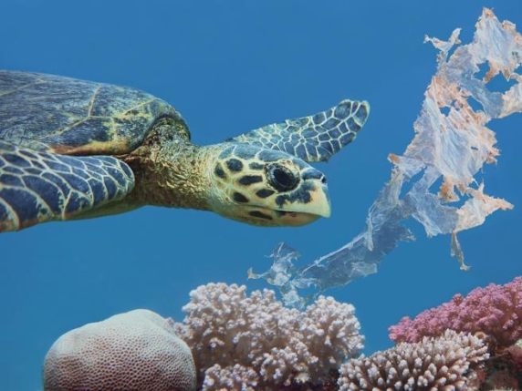 Basta poca plastica per uccidere gli animali marini. Quanto rischiano volatili, pesci e mammiferi