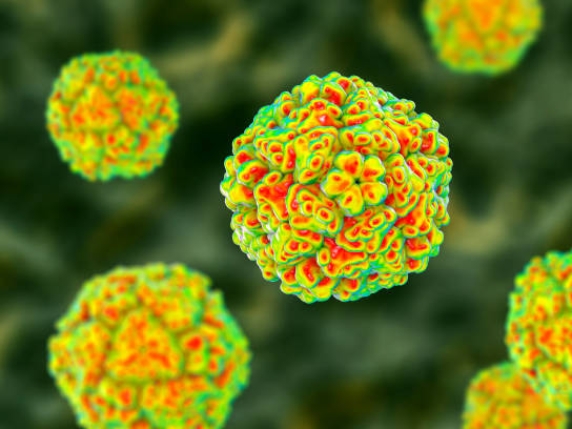 Cosa sono i virus oncolitici, i potenziali alleati nella lotta contro il tumore  Cosa sono i virus oncolitici, i potenziali alleati nella lotta contro il tumore