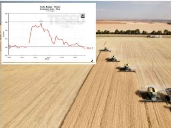 La crisi nera del grano: perché a Foggia non cresce più. Il crollo in tre anni, la scommessa sul cotone | La prima semina nel 2020