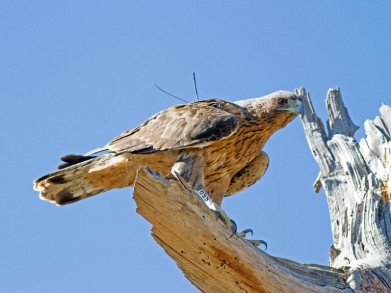L'Aquila del Bonelli, il lungo volo dall’Andalusia per tornare in Sardegna