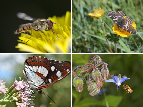 Api, farfalle e sirfidi: nasce in Italia una coalizione per salvare gli impollinatori (e tutelare la biodiversità)