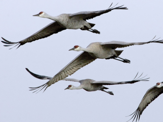 Germania, il caso delle gru che cadono dal cielo: «Colpite dall'aviaria, più di mille già raccolte. E il virus passa agli allevamenti»