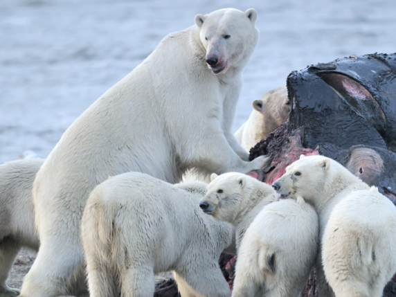 Trump dice sì alle trivelle in Alaska, in aree incontaminate: in pericolo orsi e caribù