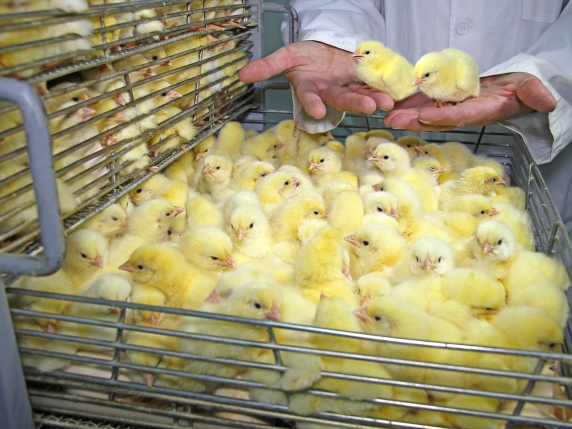 Stop allo sterminio dei pulcini maschi nel 2027: una nuova era per la tutela degli animali e la sostenibilità della produzione alimentare