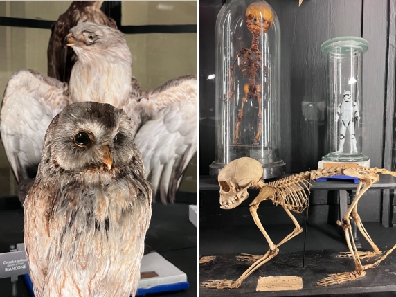 Viaggio nella Storia della Biodiversità: il Museo di Parma apre le sue Porte al Pubblico