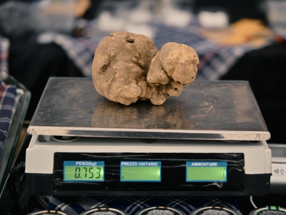 Tartufo da record alla mostra di Città di Castello: un esemplare da 750 grammi attira l'attenzione di appassionati e gourmet