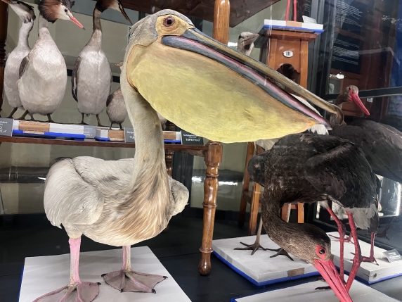 La Natura in Pericolo: Come lo Studio della Biodiversità Può Cambiare il Nostro Futuro

Approfondimento
Lo studio della natura e della biodiversità è un argomento sempre più rilevante ai nostri giorni. La comprensione della natura e delle sue dinamiche è fondamentale per affrontare le sfide ambientali e preservare la biodiversità del nostro pianeta.

Possibili Conseguenze
La perdita di biodiversità può avere conseguenze devastanti sugli ecosistemi e sulla vita umana. È quindi essenziale studiare e comprendere la natura per poter prendere misure efficaci per proteggerla.

Opinione
Secondo gli esperti, lo studio della natura e della biodiversità è un'area di ricerca fondamentale per il futuro del nostro pianeta. È importante che si continui a investire in questa area per poter affrontare le sfide ambientali e preservare la biodiversità.

Analisi Critica dei Fatti
La perdita di biodiversità è un problema complesso che richiede un'analisi critica dei fatti. È importante considerare tutti gli aspetti della questione, inclusi gli impatti economici, sociali e ambientali, per poter prendere decisioni informate.

Relazioni con altri fatti
Lo studio della natura e della biodiversità è collegato ad altri argomenti, come il cambiamento climatico e la sostenibilità. È importante considerare queste relazioni per poter affrontare le sfide ambientali in modo efficace.

Contesto storico
Lo studio della natura e della biodiversità ha una lunga storia che risale ai tempi antichi. Tuttavia, negli ultimi decenni, la consapevolezza dell'importanza della biodiversità è aumentata notevolmente, portando a un aumento degli sforzi per proteggerla.

Fonti
La fonte di questo articolo è il sito Corriere della Sera. Per ulteriori informazioni, si può visitare il sito web ufficiale della newsletter «Animali».